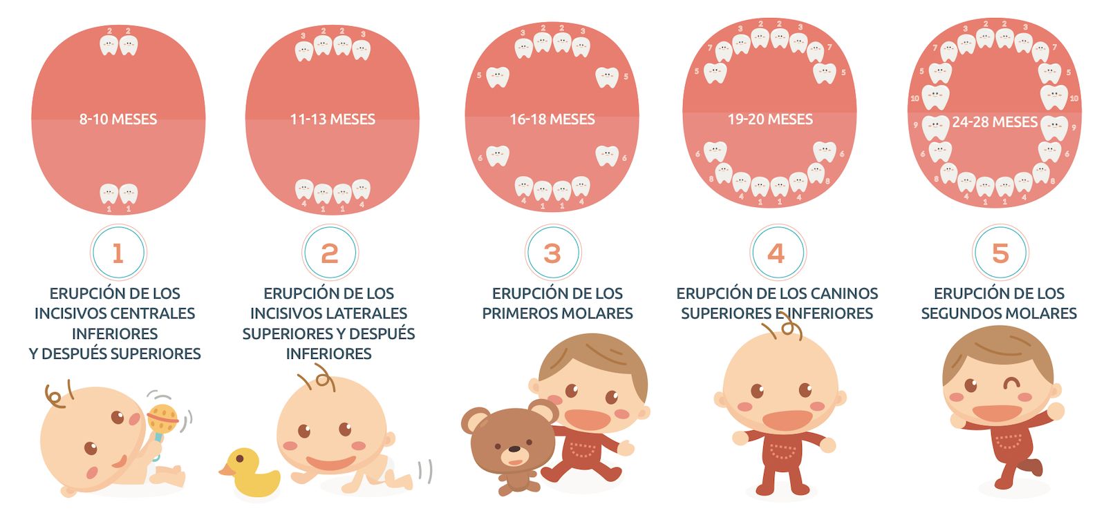 Mitos y verdades sobre los dientes de leche