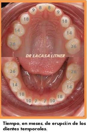 Tiempos dientes de leche